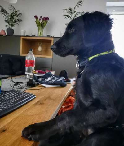 Fotochallenge 28 -Hunde im Homeoffice-Beitrag-Bild