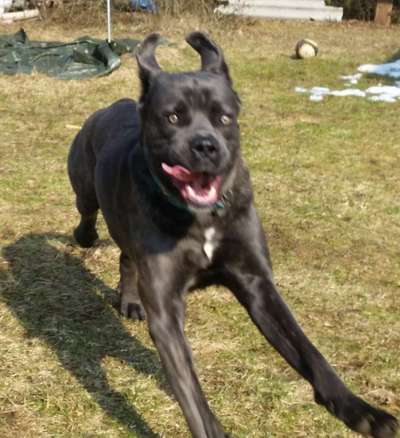 Zeige das lustigste Bild eures Hundis-Beitrag-Bild