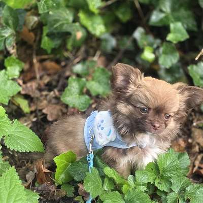 Hundetreffen-Spielpartner gesucht.-Bild