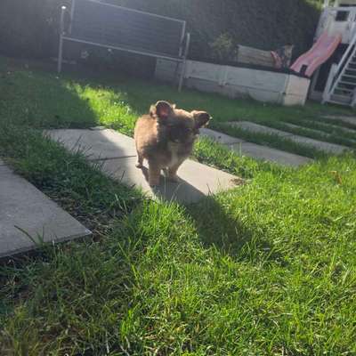 Hundetreffen-Spielpartner gesucht.-Bild
