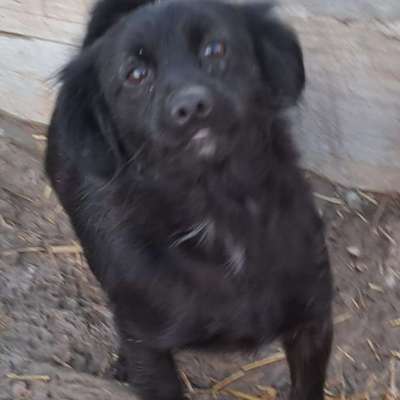 aktuelles Foto Gruppe Straßenhunde aus Rumänien