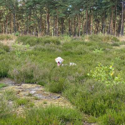 Hundeauslaufgebiet-Holmer Sandberge-Bild