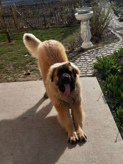 Die Dogorama Kalender Challenge Titelbild-Beitrag-Bild