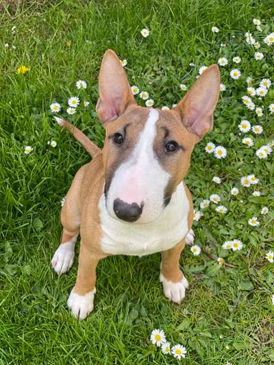 Miniatur Bull Terrier-Beitrag-Bild