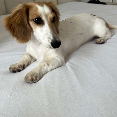 Hundetreffen-Hundetreffen „Minis“ (bis zu 6,5kg) in Nürnberg-Bild
