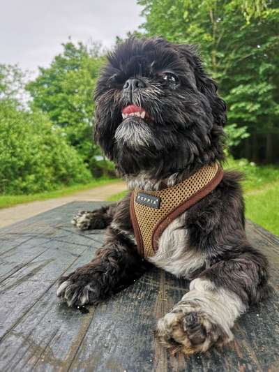 Foto's und Hundemodels-Beitrag-Bild