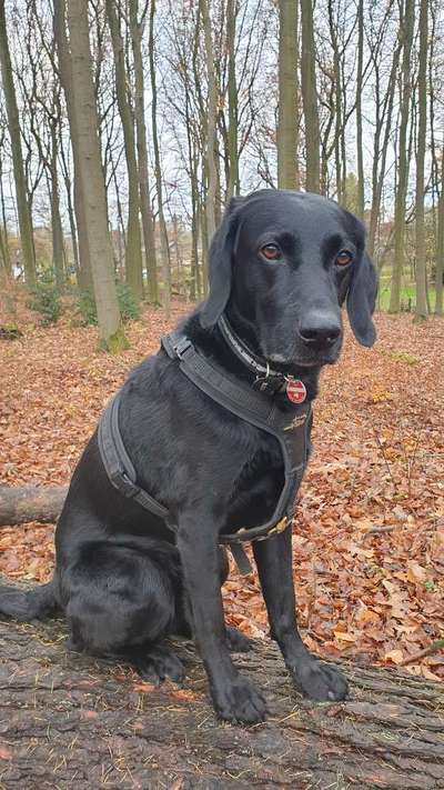 Dogorama Photo Challenge - Hundeblick zum hinschmelzen-Beitrag-Bild