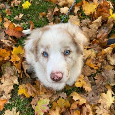 Hundetreffen-Hundetreffen im Großen Garten-Bild