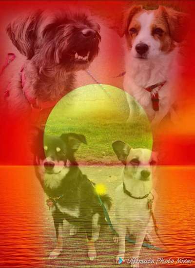 Photomontagen mit Hund-Beitrag-Bild