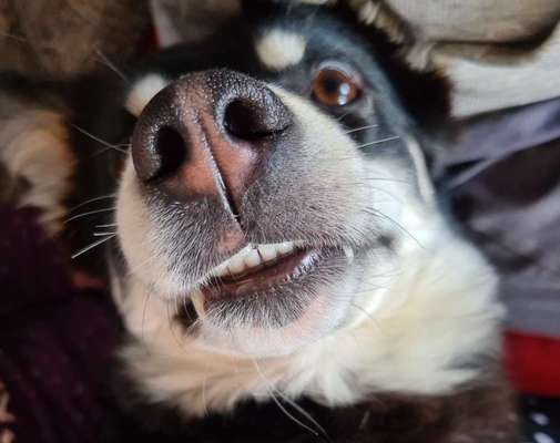 Zeigt her eure Hundenasen-Beitrag-Bild