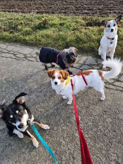 Mehrere Hunde zuhause !-Beitrag-Bild