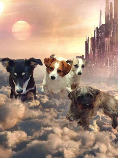 Photomontagen mit Hund-Beitrag-Bild