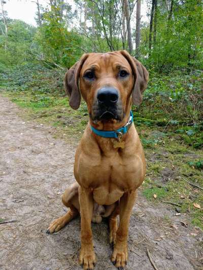 Rhodesian Ridgeback-Beitrag-Bild