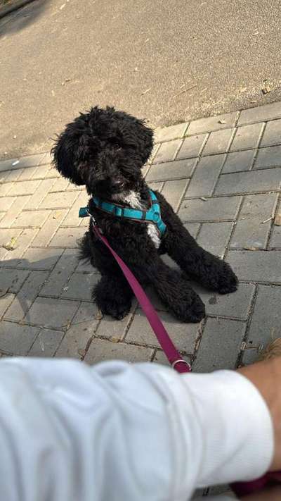 Hundetreffen-Gemeinsame Spaziergänge in und um Wuppertal-Bild