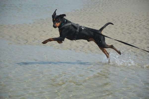 Dogorama-Monats-Challenge-Mai "Wasser"-Beitrag-Bild