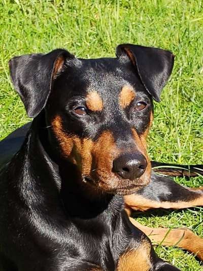 Liebhaber des Deutschen Pinscher gesucht.-Beitrag-Bild