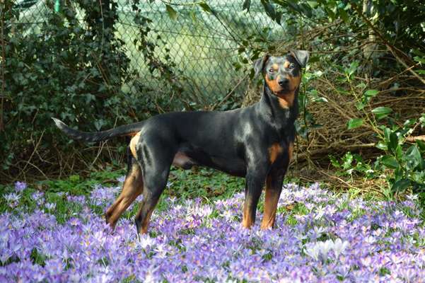 Seltene Rassen!-Beitrag-Bild