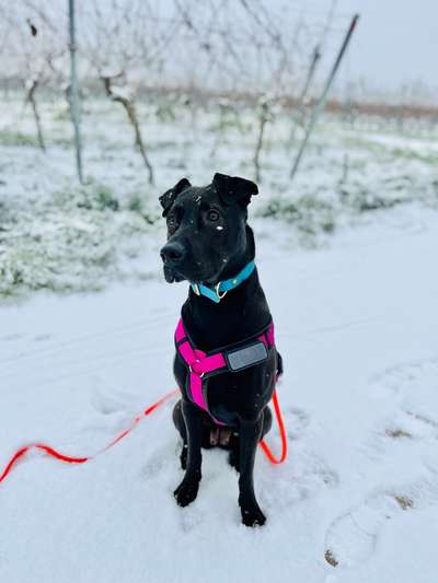 Dogorama Photo Challenge - Portrait-Beitrag-Bild