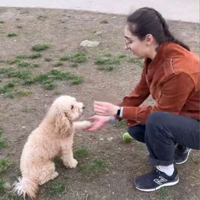 Gassi-Services-Dogsitter-Bild