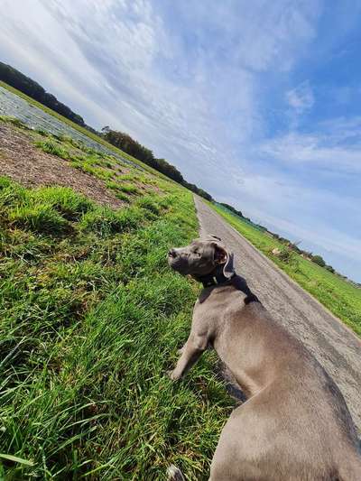 Hundetreffen-Spieldate / Sozialisierung 🐶🫶🏼-Bild