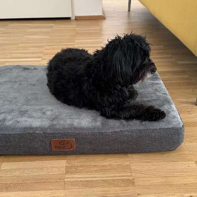 Hundetreffen-Leo möchte Neue kleine Kumpels kennen lernen.