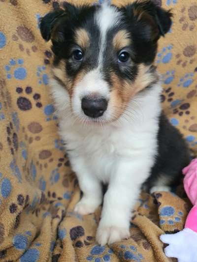 Collies gesucht-Beitrag-Bild