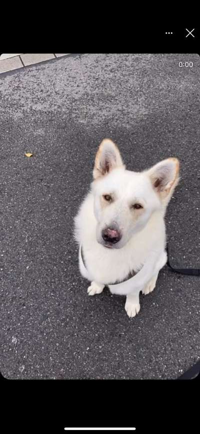 Weißer Schweizer Schäferhund-Beitrag-Bild