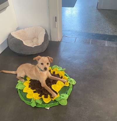 Mischlingshunde Foto Aufruf-Beitrag-Bild