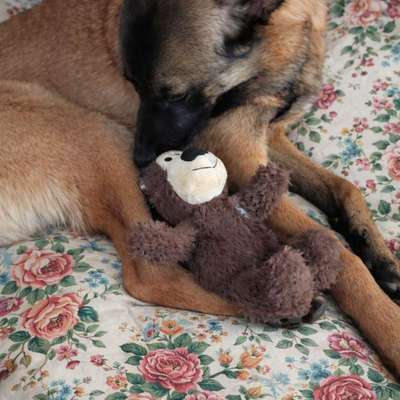 Hundetreffen-Pubertierender Mali sucht Spielpartner-Bild