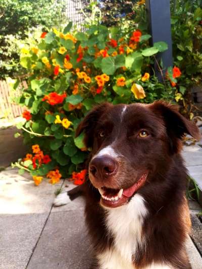 Fotochallange 63: "Dein blühendes Hündchen"-Beitrag-Bild