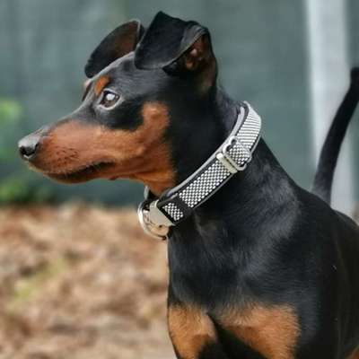 Liebhaber des Deutschen Pinscher gesucht.-Beitrag-Bild