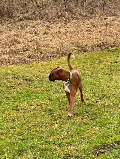 Deutsche Boxer-Beitrag-Bild