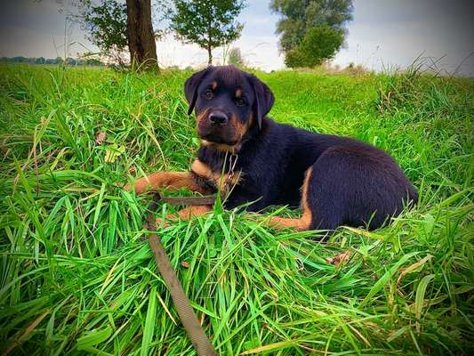 Rottweiler-Beitrag-Bild