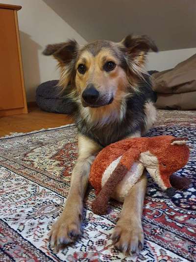 Schäferhund-Beitrag-Bild