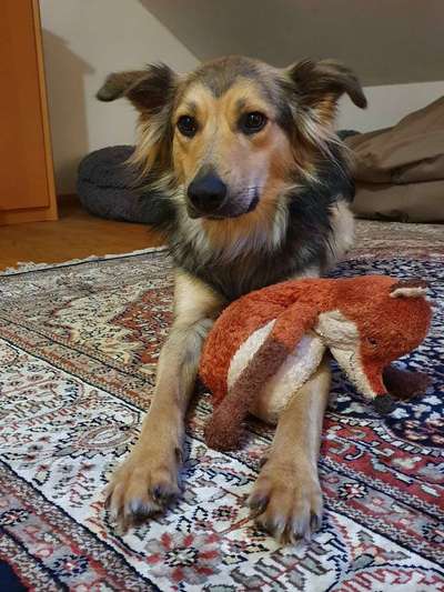 Schäferhund-Beitrag-Bild