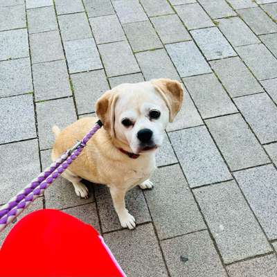 Puggle-Beitrag-Bild