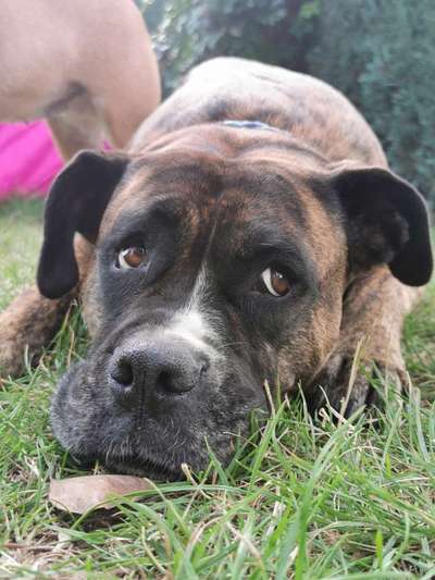 Bulldoggen mix-Beitrag-Bild