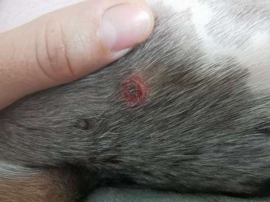 Hat meine Hundin ein Atherom-Beitrag-Bild