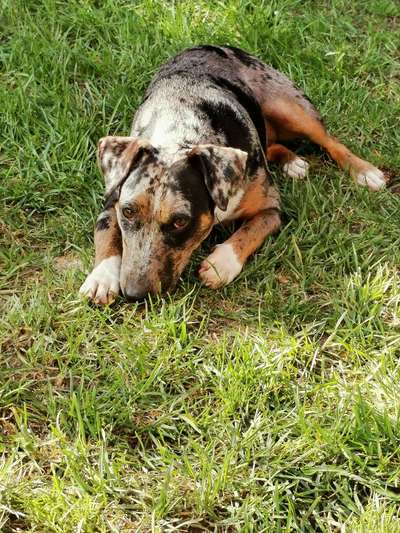 Bulldoggen mix-Beitrag-Bild