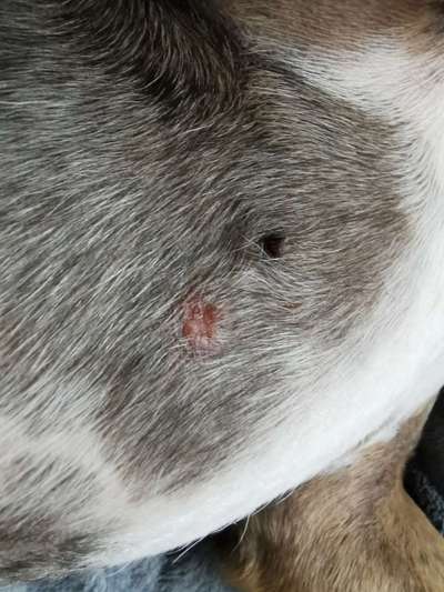 Hat meine Hundin ein Atherom-Beitrag-Bild