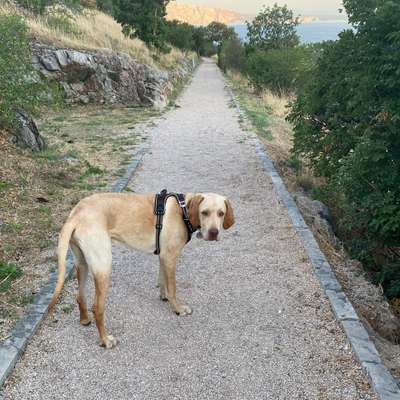 Hundetreffen-Junghunde Wald Spaziergang-Bild