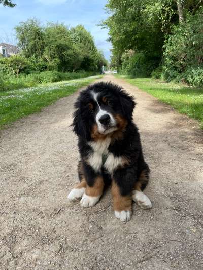 Berner Sennen-Beitrag-Bild