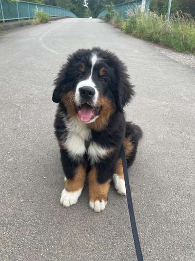 Welpen Bilder !-Beitrag-Bild