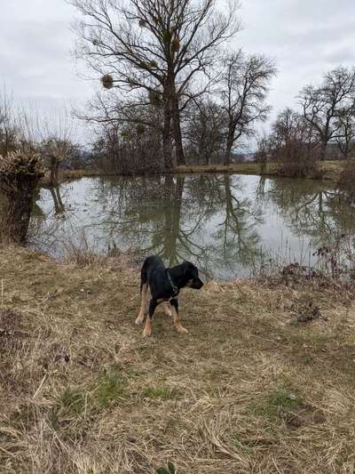 Dogorama-Monats-Challenge-Mai "Wasser"-Beitrag-Bild