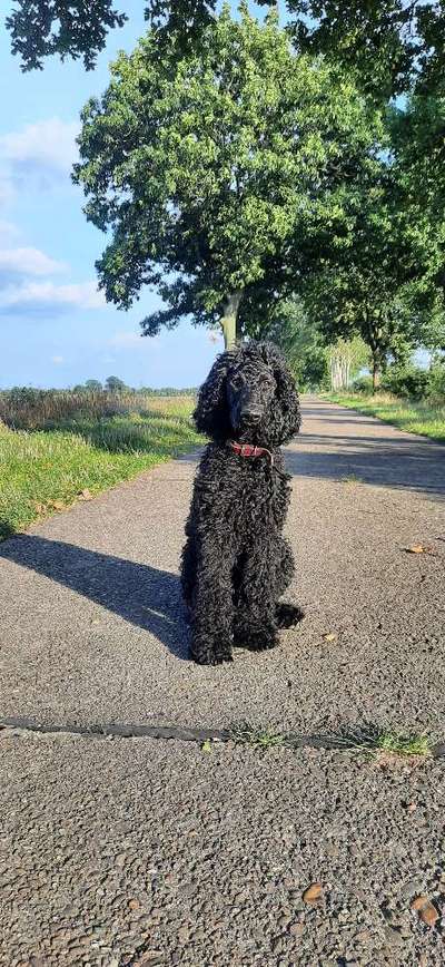 Alles rund um den Pudel-Beitrag-Bild