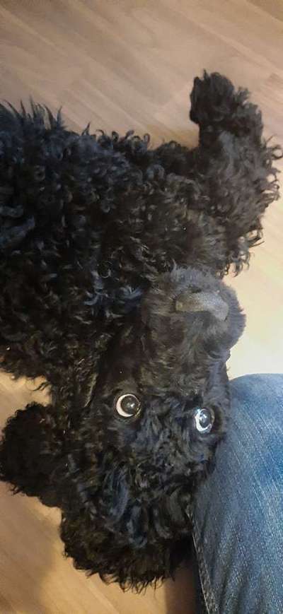 Die Dogorama Wochen Challenge-Beitrag-Bild