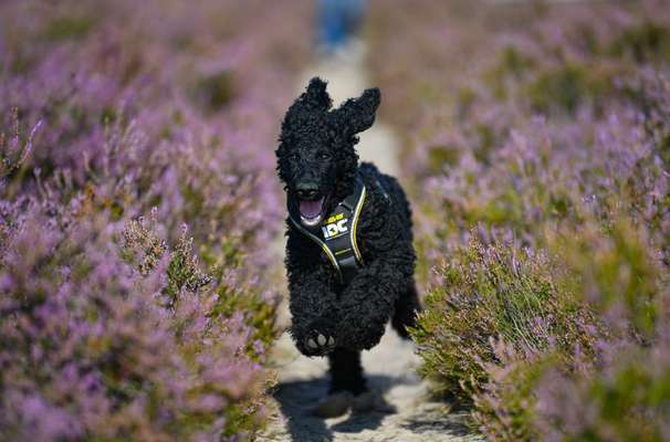 Heide Shooting-Beitrag-Bild