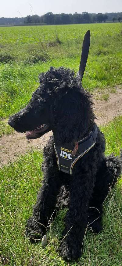 Alles rund um den Pudel-Beitrag-Bild