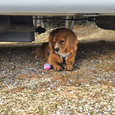 Hundetreffen-Würde mich freuen neue Hundefreunde kennenzulernen-Bild