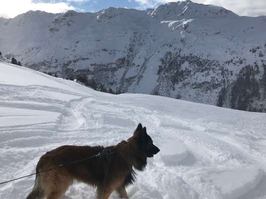 Dogorama Photo Challenge - Es wird nochmal kalt!-Beitrag-Bild